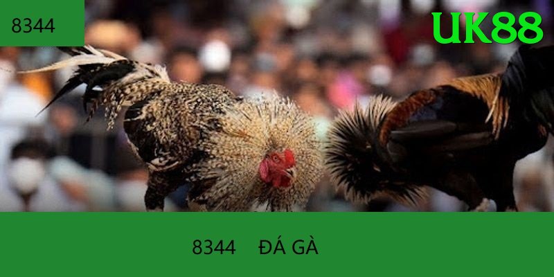 Trường Đấu Đá Gà Chuyên Nghiệp - Không lag